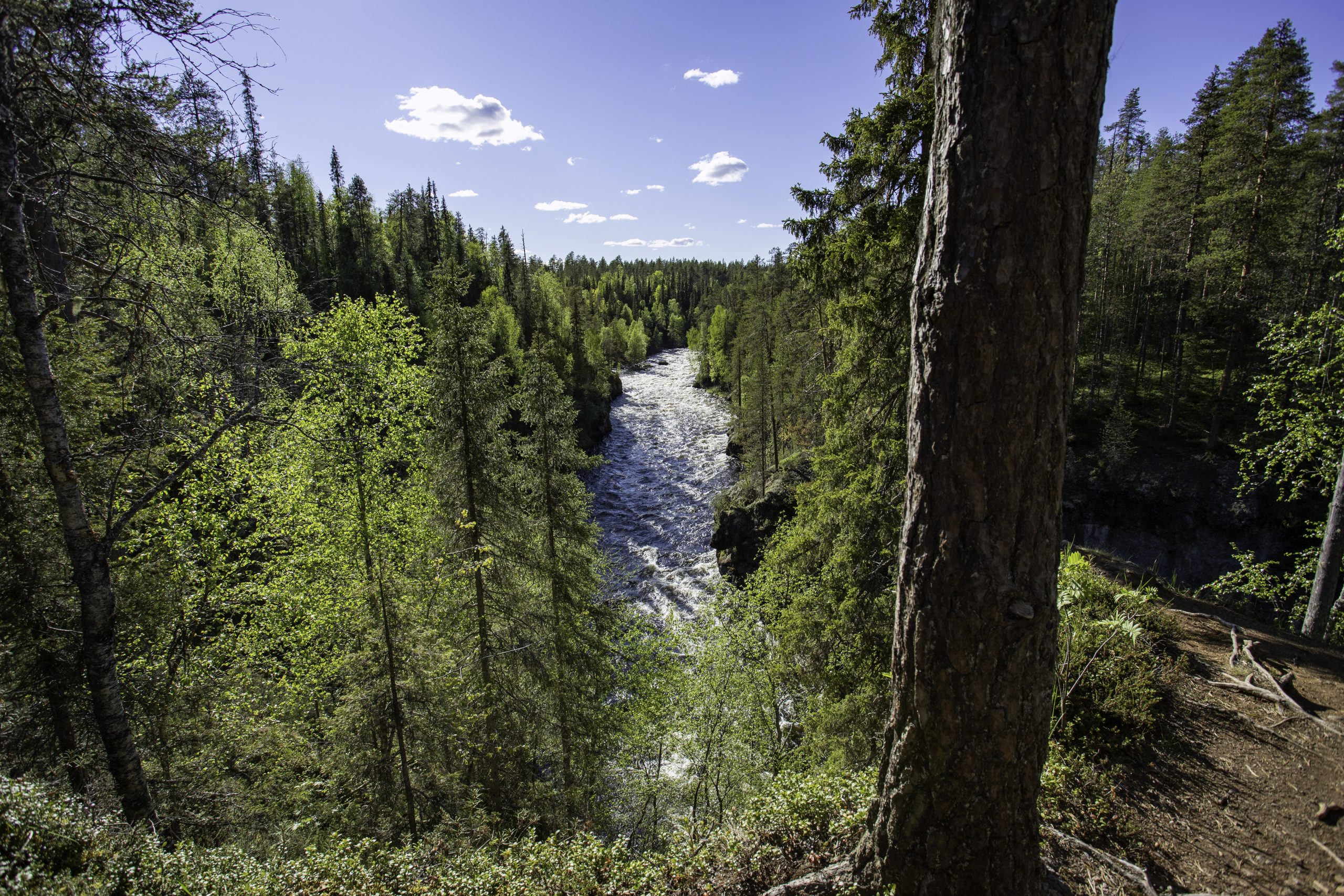 Aallokkokoski Rapids flowing through a forest