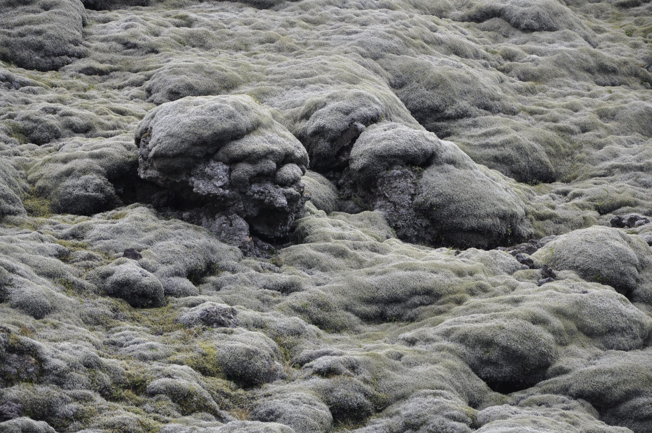 A moss-covered lava field