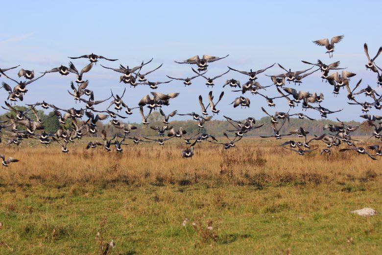 A flock of barnacle geese taking off from a field