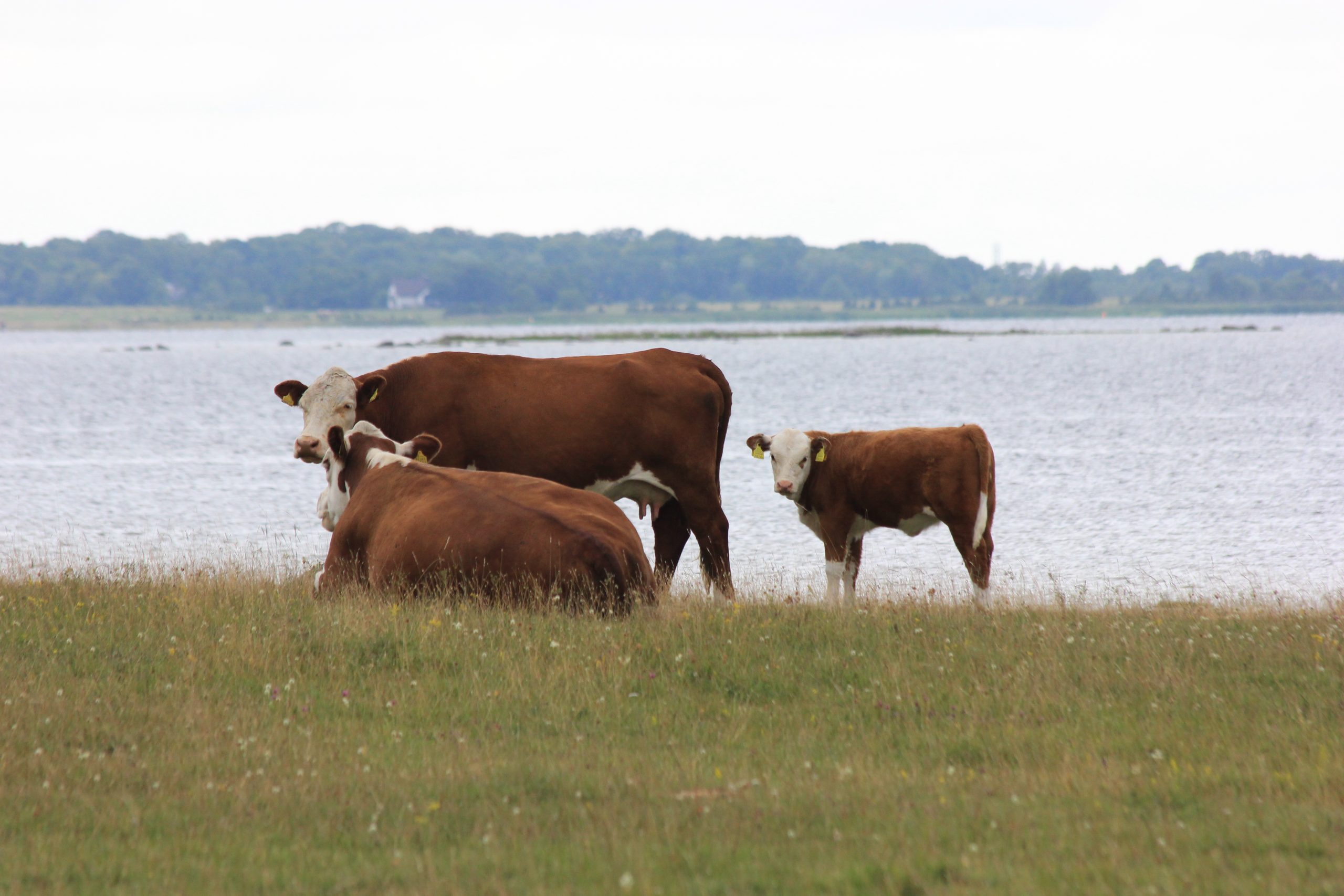 Two cows and a calf grazing on a coastal meadow