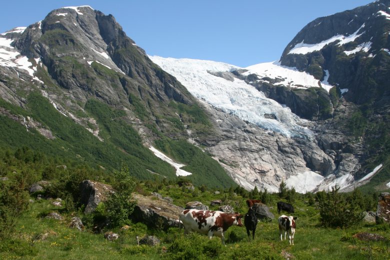 Cows grazing on a field with a glacier in the background