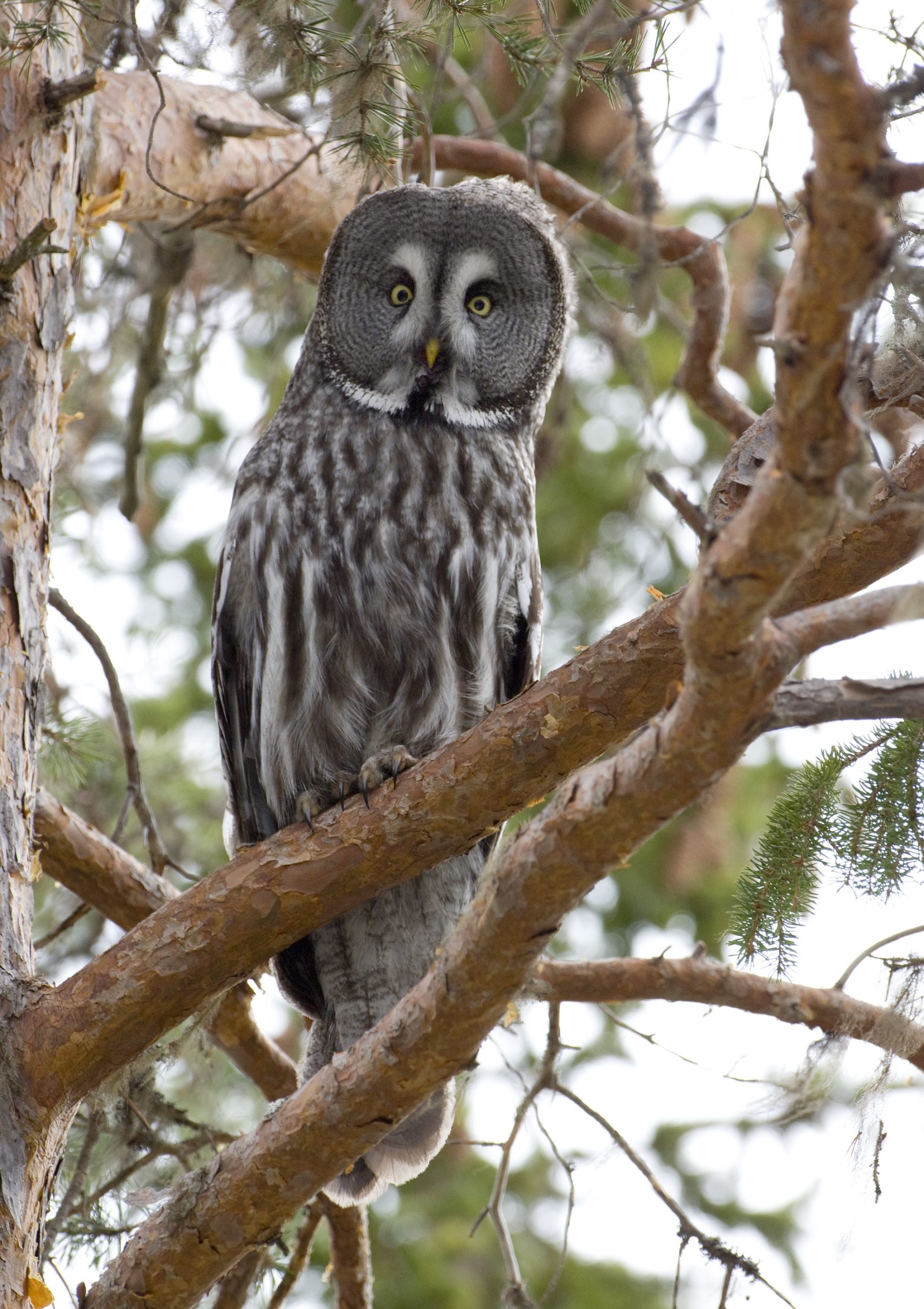 A great grey owl sitting on a pine tree