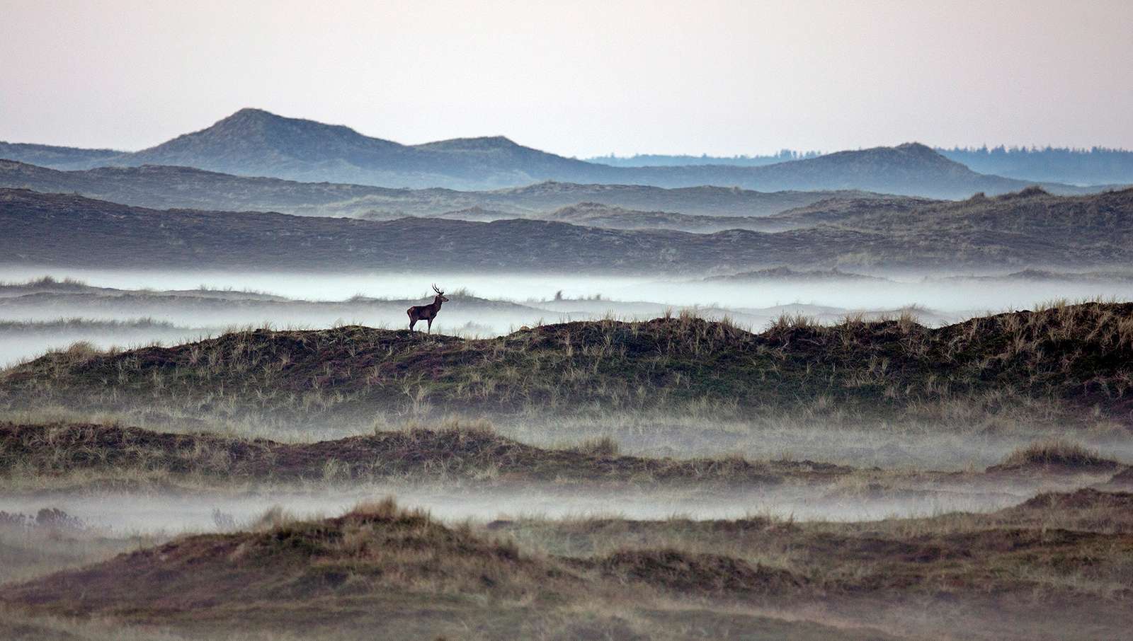 Red deer in the distance in the middle of a misty and hilly view