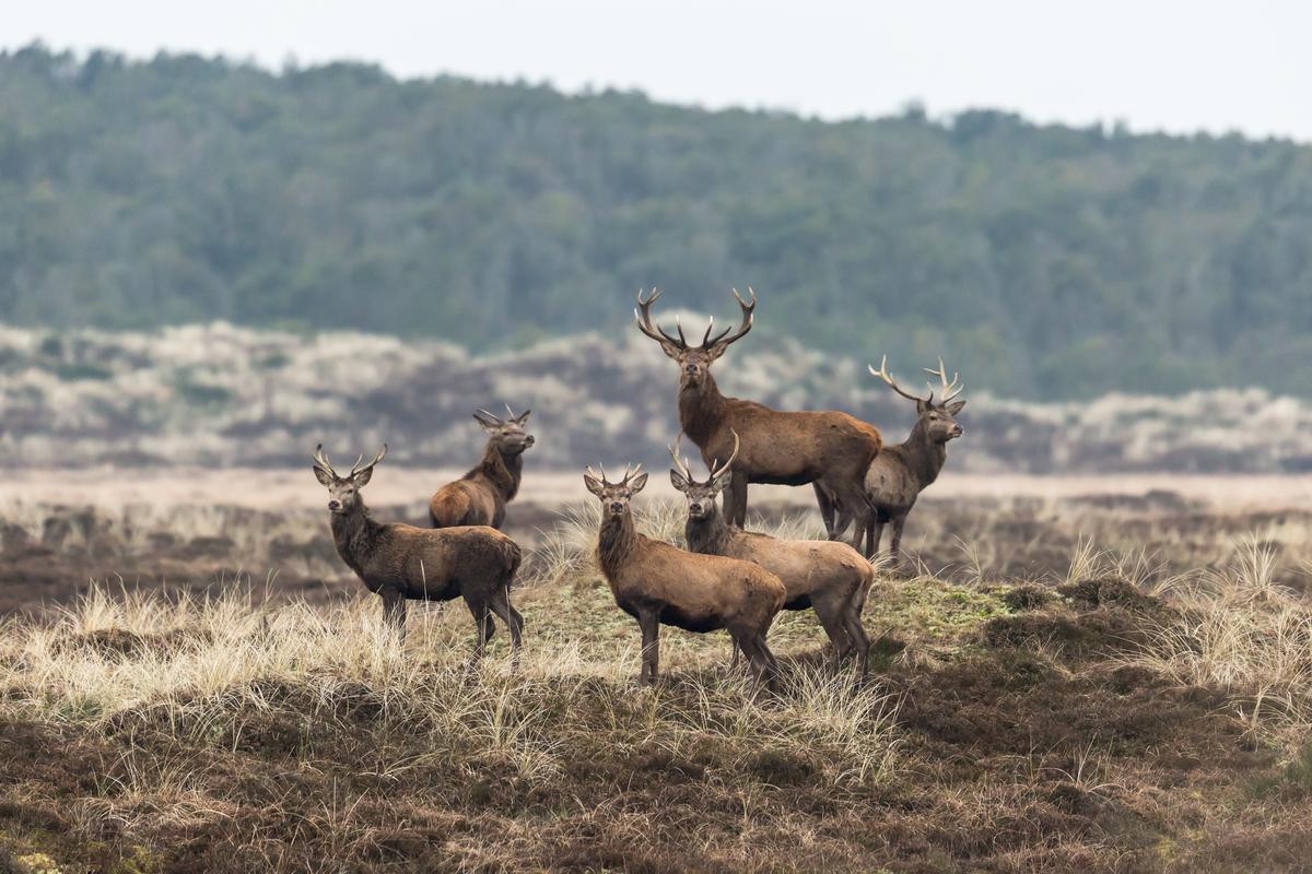 A group of six observant red deer (Cervus elaphus) on grassy land