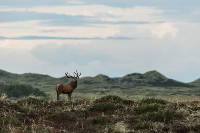 A red deer (Cervus elaphus) standing on a grassy land