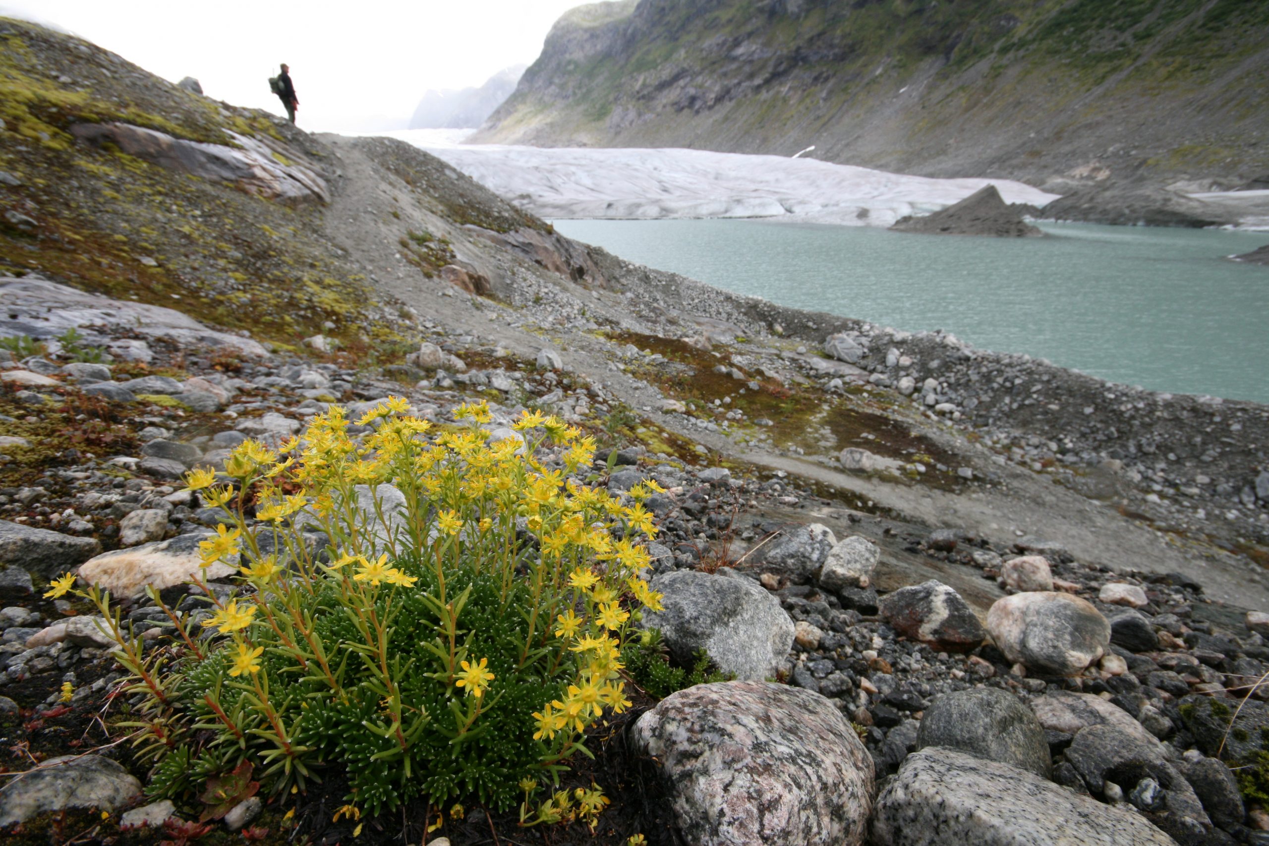 Yellow saxifrage plant growing in rocky terrain near a glacier lake